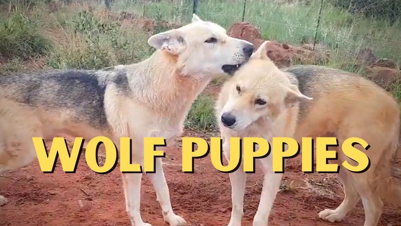 Puppy Love! Wolves At Cheetah Experience