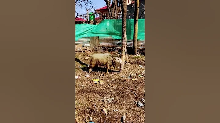 Angry ram tearing trees. #kashmir #kashmiri #homestead #farmlife #digitalnomad #selfsustaining