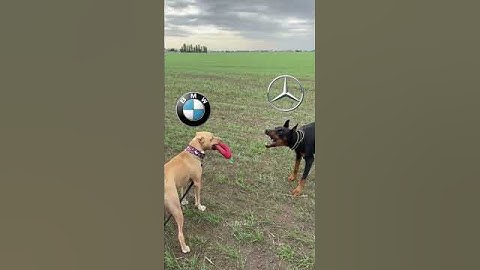 BMW💪#shorts#edit#bmw#mercedes#nissan#gtr#automobile