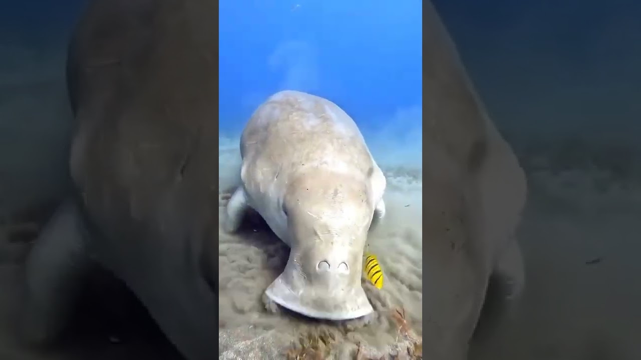 🐳 "Морская дева" или "Русалка"