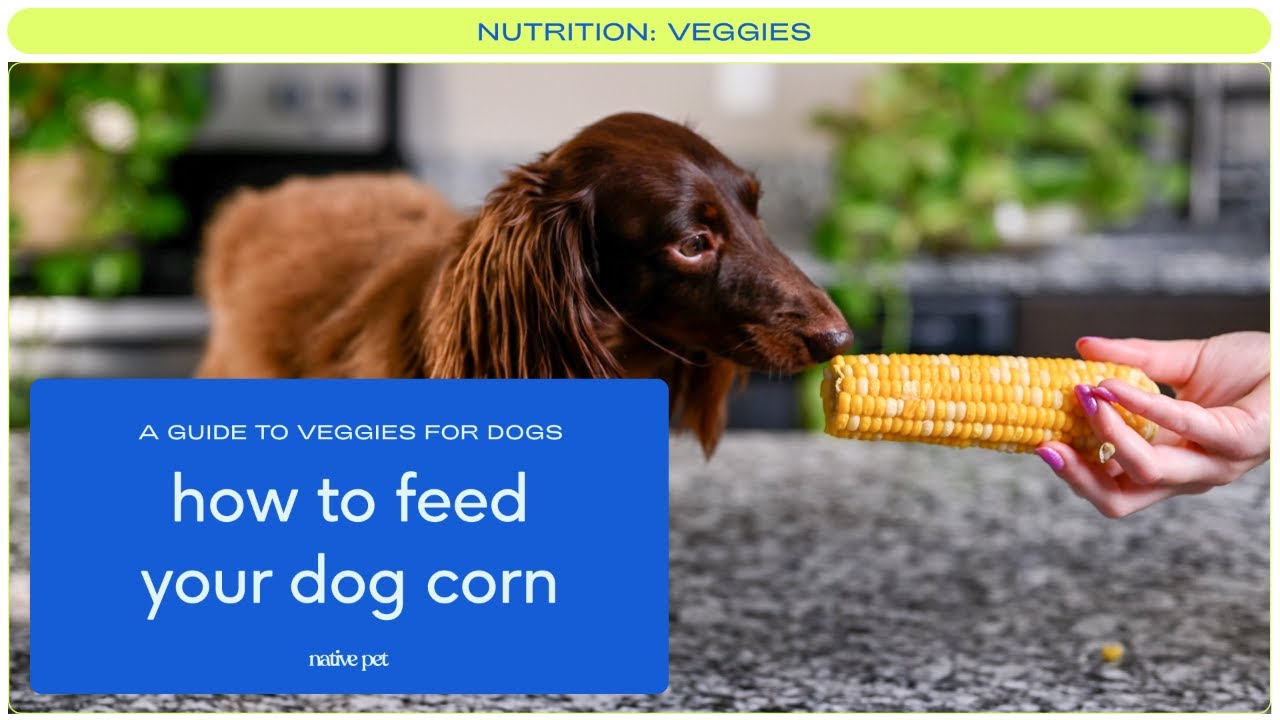 is sweet corn good for dogs