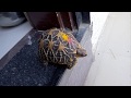 kachbo pet tortoise turtle