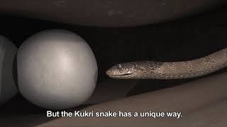 Female Kukri snakes eating sea turtle eggs