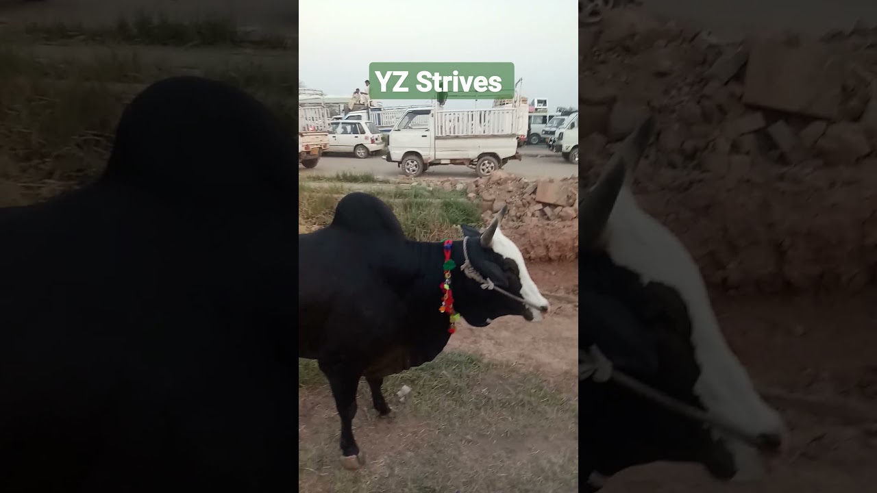 Jaffar Mandi ka Desi Bail