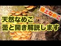『極上』天然なめこ狩り