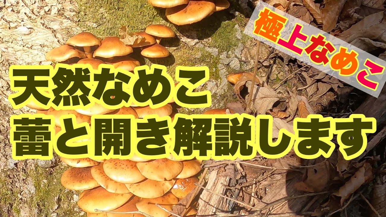 極上』天然なめこ狩り - YouTube