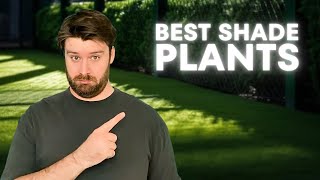 What to plant in shade gardens - best low light plants!