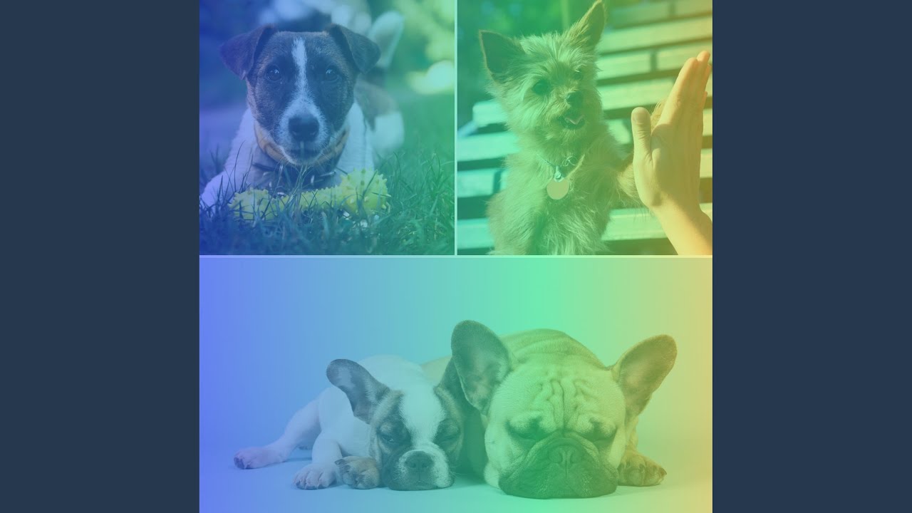 Retro Music for Peaceful Dogs