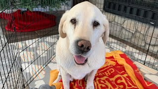 Chief Recovering From Surgery | Livestream!