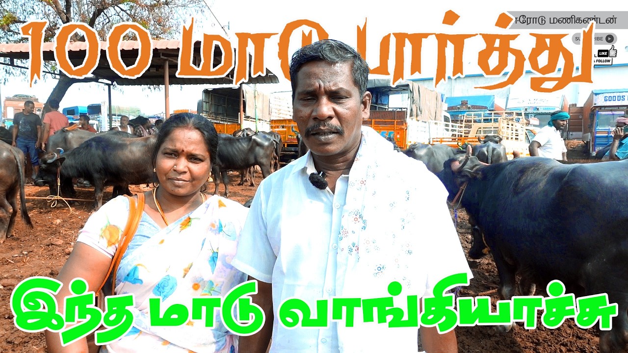 ரெண்டு மாடு வாங்க 100 மாடு பார்த்தோம்  #cowfarm #cowvideos #cattlefarming #erodesanthai #erodemani