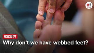 Why don’t we have webbed feet? | Moncrieff