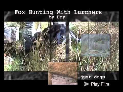 fox hunting with lurchers by day