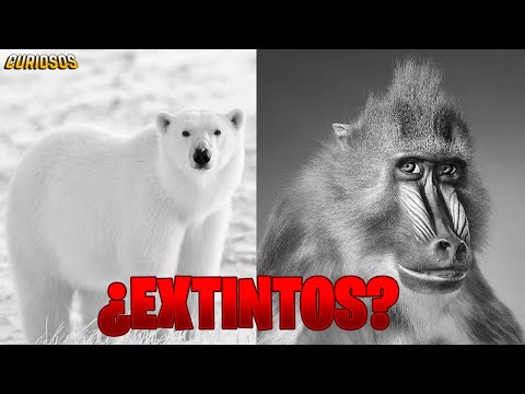 Vídeo: La Extinción De Especies Ya Ha Comenzado. Los Animales Mueren En Masa Por El Calor Anormal. - Vista Alternativa