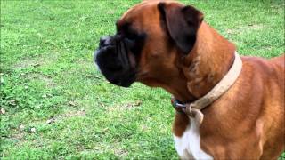 Boxer Dog Bark