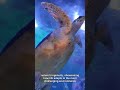 why octopuses have three hearts and blue blood