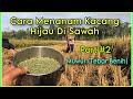 Tanam Kacang Hijau Di Sawah Part 2 : Muwur (Tebar Benih)