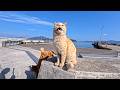 猫島の港の防波堤に集まってきた猫さんたちがかわいすぎた thumbnail