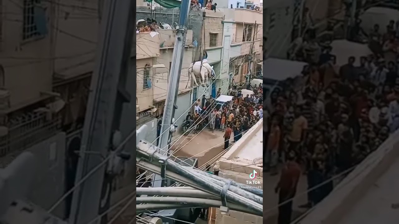 Unloading Gient Bull From Roof Top In Karachi  