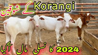 Brahman Ghulabi Cow Calf For 2024| Korangi Ka Shoqeen | Cow Mandi 2024