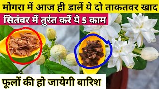 MOGRA plant care tips.Best homemade fertilizer for mogra.Jasmine plant care. मोगरा.@greenhouse1.