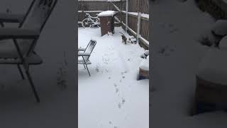 Harley in the snow by Brankley Cattery 74 views 6 years ago 1 minute, 17 seconds