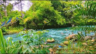 Soothing River & Bird Ambience 🌿 ASMR Nature Sounds for Deep Relaxation screenshot 4