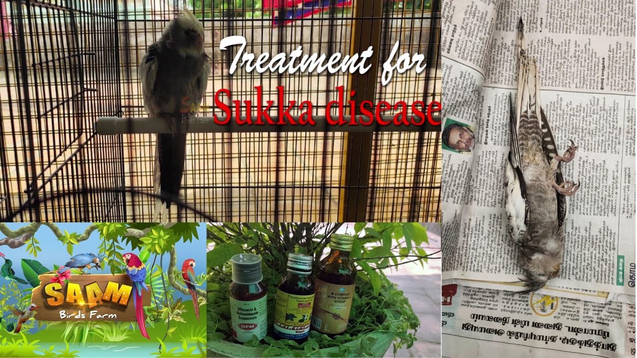 சுக்கா நோய் குணமாகும் முறை / Recover your pet from Sukka disease