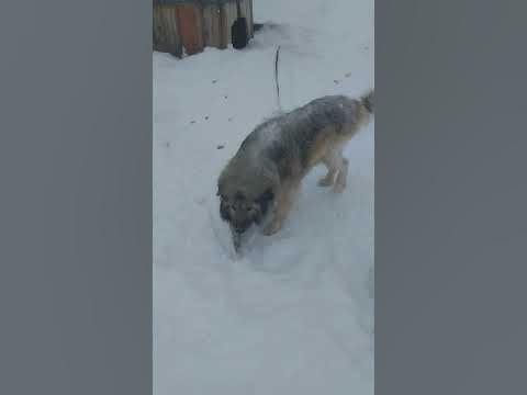 Dog eats pike - YouTube