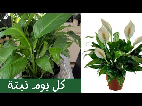 فيديو: زهرة spathiphyllum: تنمو والرعاية في المنزل