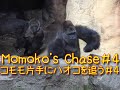 Momoko chases Haoko  and Nana  is at a loss #4 Gorilla  Japan　上野動物園のゴリラ　コモモ片手にハオコを追う ナナ途方に暮れる＃4