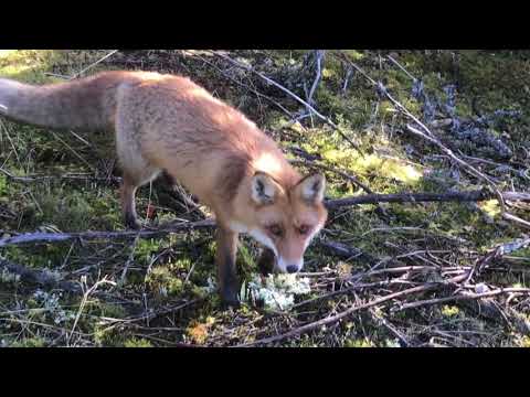 Video: Skrikande Och Flyttande Sten I Den Vitryska Skogen - Alternativ Vy