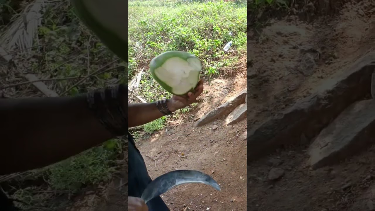 cutting  coconut 🥥🌴 - world photos and videos by pjss