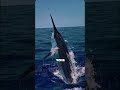 Fakta Ikan Pedang yang Ditakuti Lautan