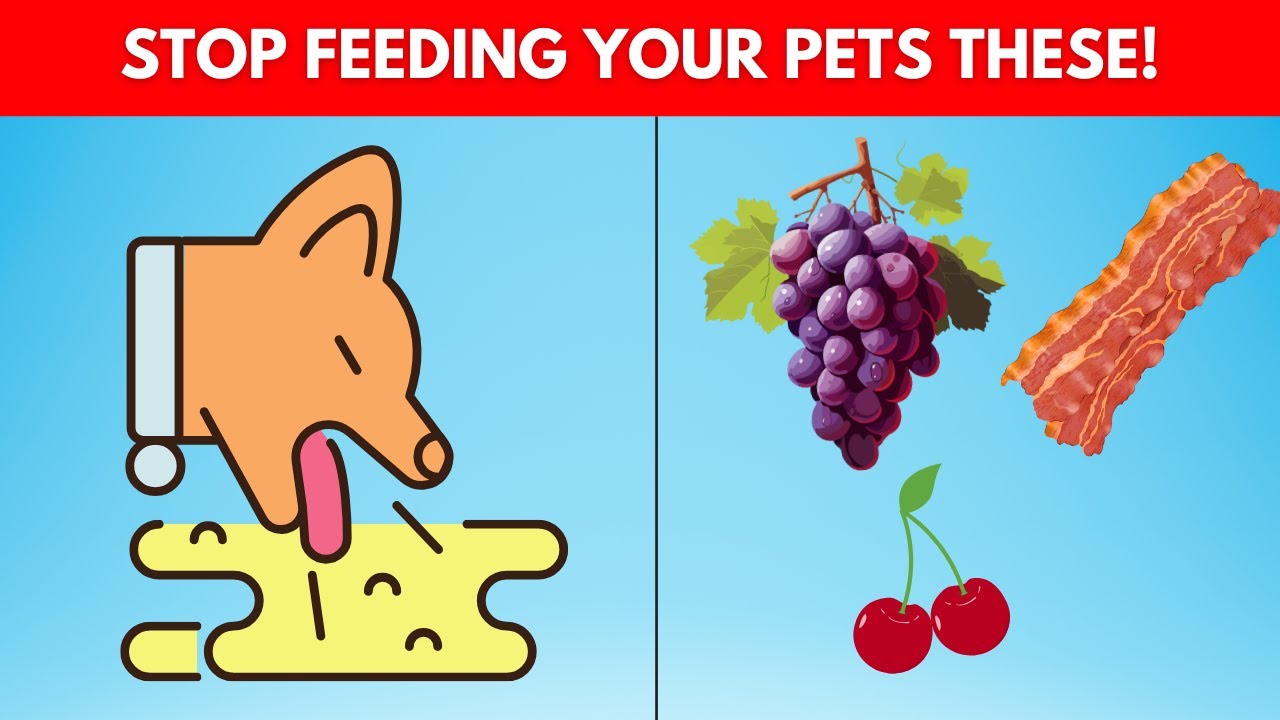 21-common-foods-that-could-kill-your-dog-or-cat-youtube