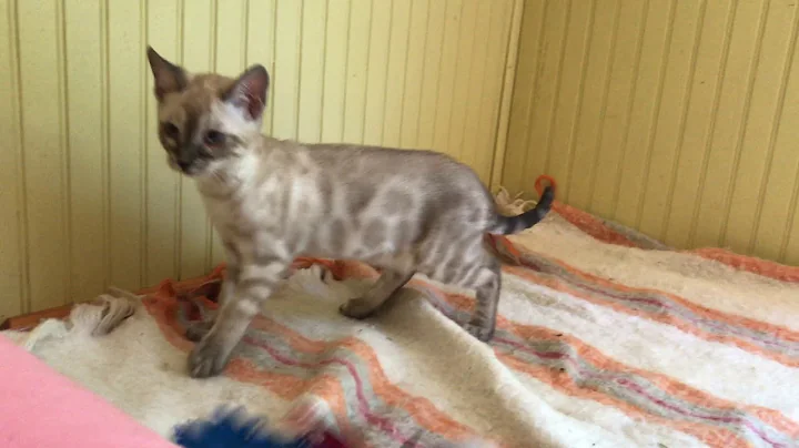 Watch the video about Female Snow Charcoal Bengal- 4/21/2018 born