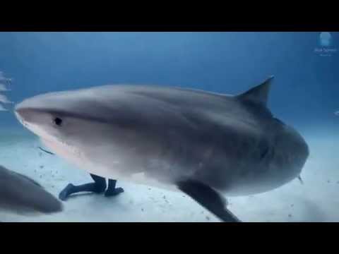 Video: Cilat Filma Artistikë Për Peshkaqenët Mund Të Shikohen