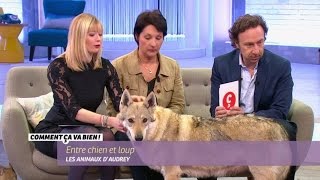 [ANIMAUX] Le chien loup tchécoslovaque #CCVB
