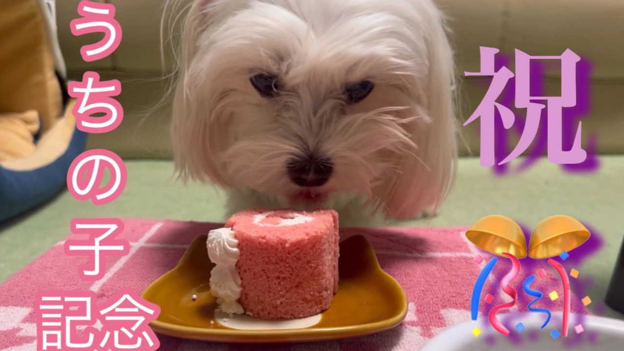 【マルチーズ】祝🎊うちの子記念日！を祝ってみた