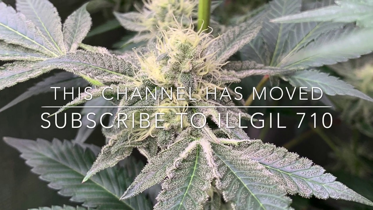 Exotic Genetix Grow iLL GiL 710