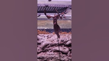 What is that? #bug #bugs #creepy #zoo #crawler #mystery #mysterious #shorts