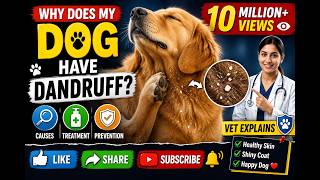 🐶 Why Does My Dog Have Dandruff? Vet Explains the Causes, Treatment & Prevention #dogbreed