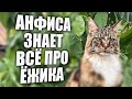 Коты и бессовестный ёжик. 2,7K