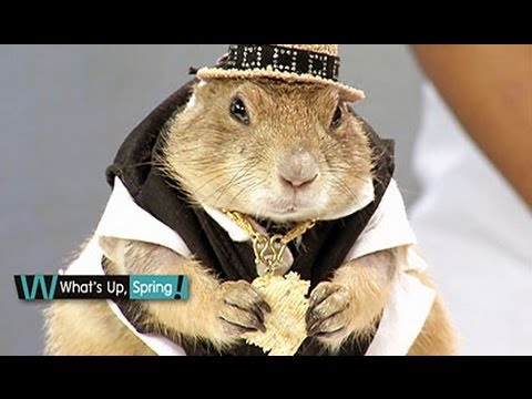 Whats Up Spring 23/6/57 : Prairie Dogs แพร์รี่ด๊อก สัตว์เลี้ยงยอดฮิต -  Youtube