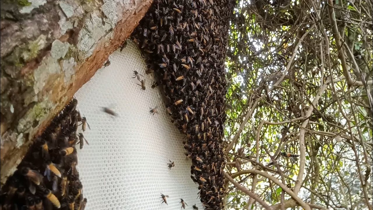 Walaupun kategori sarang muda tapi kantong madunya bikin ngiler 