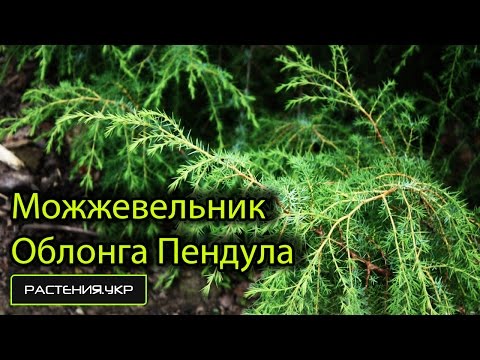 Можжевельник обыкновенный Oблонга Пендула / Можжевельник посадка и уход / хвойные растения