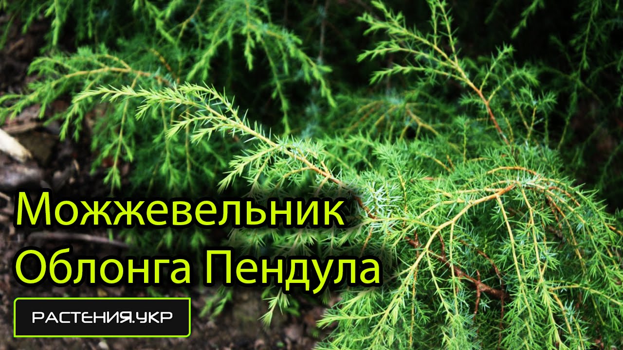 Можжевельник обыкновенный Oблонга Пендула / Можжевельник посадка и уход ...