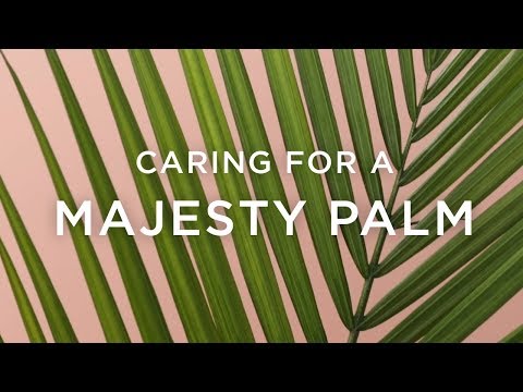 Vídeo: Parlor Palm Houseplant Care - Cuidando de Palmeiras de Interiores
