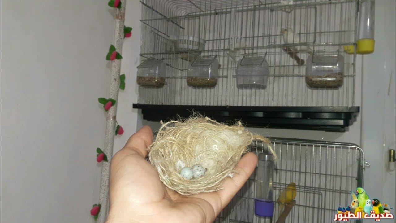 فحصت بيض الكناري لماذا البيض قليل ولم يفقس