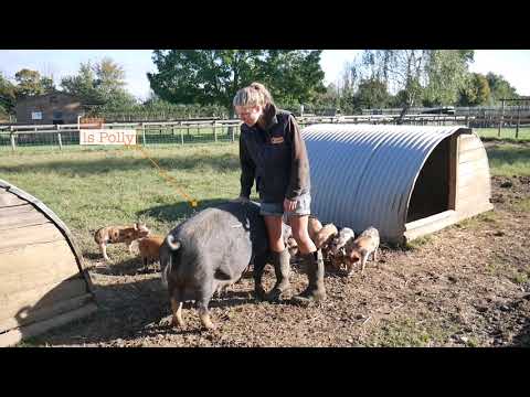 Farmer Talks - Piggies Meal Time