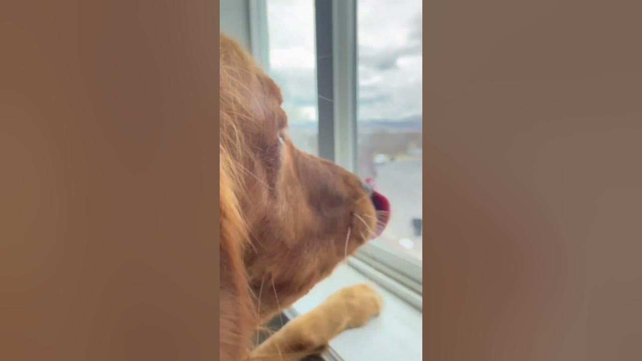 explain-to-me-what-is-my-dog-doing-youtube